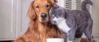 кошка и собака в доме