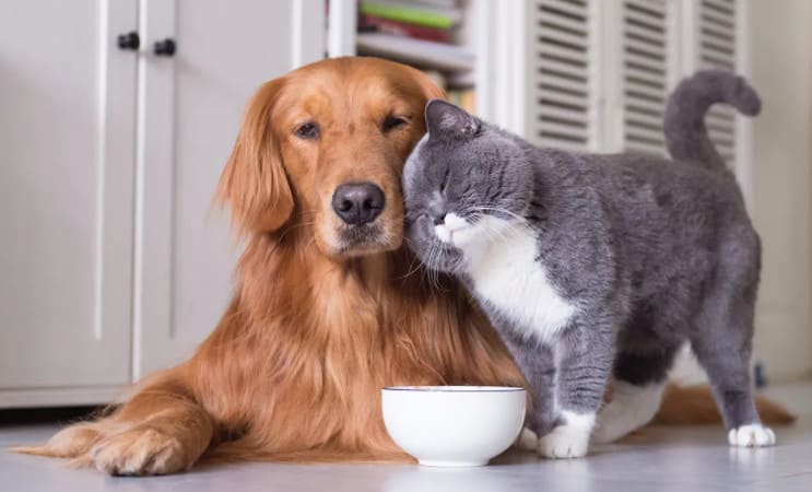 собака и кошка в доме