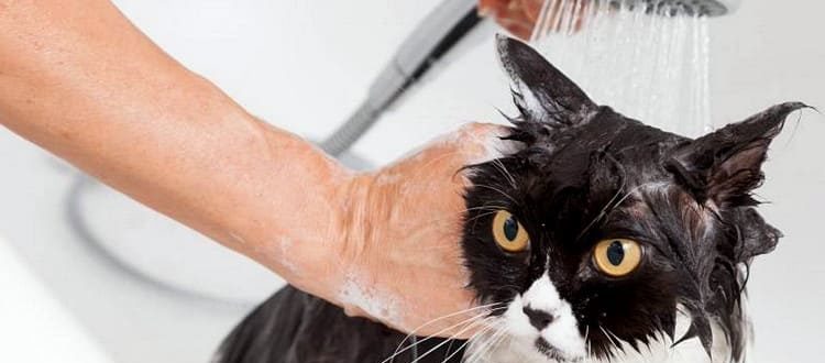 как помыть кота в домашних условиях